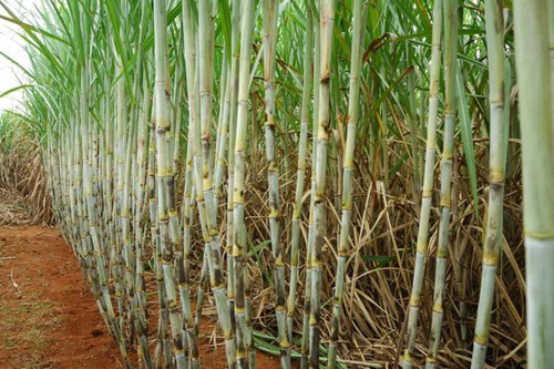 Zuckerrohr in Brasilien.
