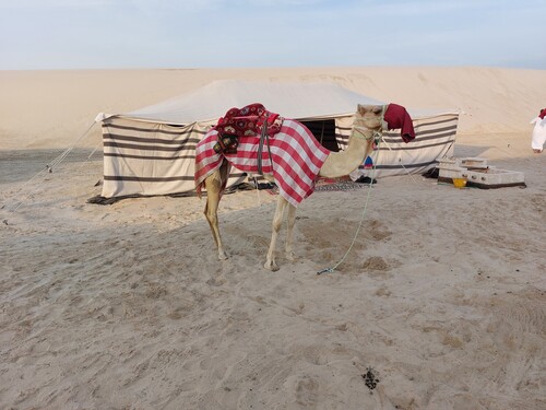 In der Wüste von Katar.